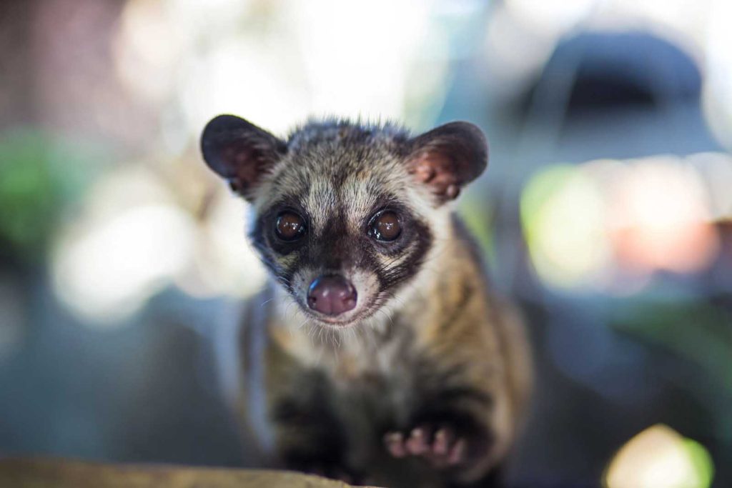 civet in the wild world civet day say no to civet coffee